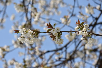 Close-up of cherry blossoms on tree