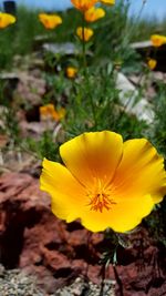 Close-up of yellow flower blooming in field