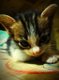 Close-up portrait of kitten