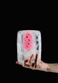 Close-up of hand holding hyacinth flower in ice against black background