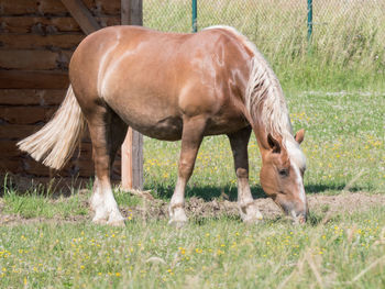 Horse grazing in a field