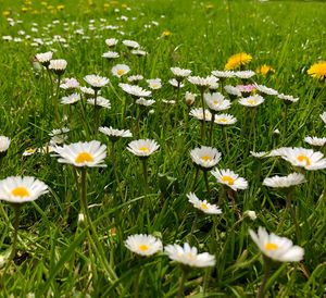 Close-up of white daisy flowers on field