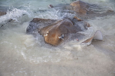 High angle view of turtle in sea