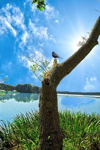 Bird on tree trunk against sky