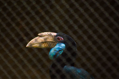 Close-up of bird