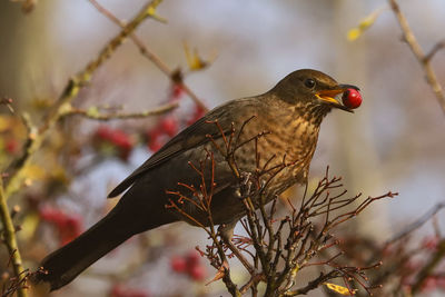 Close-up of bird perching on branch