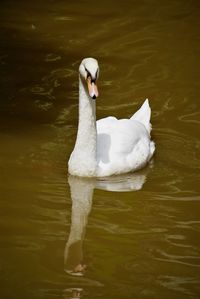 Swan floating on lake