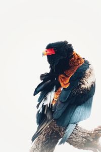 Close-up of bird perching on rock against sky