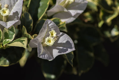 Close-up of white flowering plant