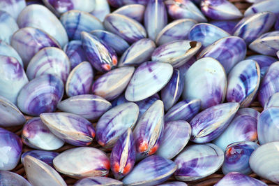 Many sea shells / snail shells for tourists and travelers as souvenirs or as healthy sea food