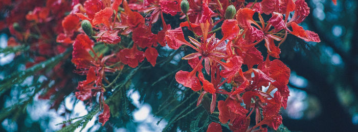 Close-up of leaves