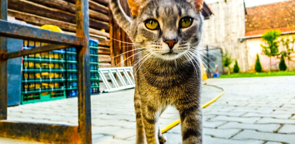Close-up portrait of a cat