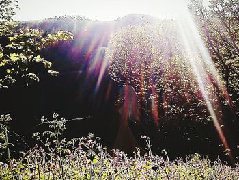 Sun shining through plants