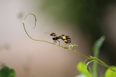 Close-up of butterfly on plant