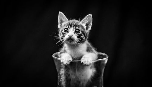 Portrait of kitten