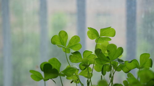 Close-up of green leaves