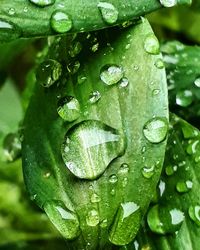 Close-up of raindrops on leaves