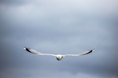 Seagull flying against sky