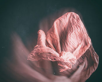 Close-up of jellyfish in water