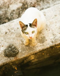 High angle portrait of cat by stone wall