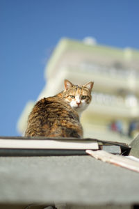 Cat looking away