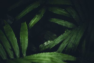 Close-up of fern leaves