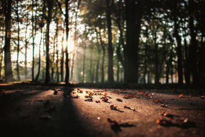 Trees in forest during autumn
