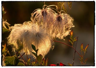 Close-up of flowers