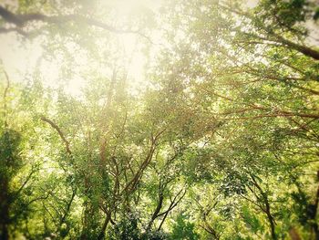 Low angle view of trees