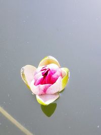 Close-up of pink rose against white background