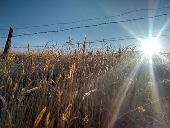 Plants growing on field against sky