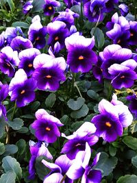 High angle view of purple flowering plants