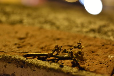 Close-up of crab on sand