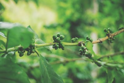 Close-up of berries growing on tree