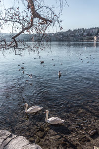 View of ducks swimming in lake