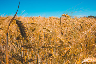 Close-up of wheat field against sky