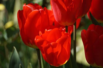 Close-up of red tulips on field