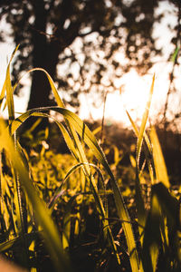 Close-up of grass growing in field