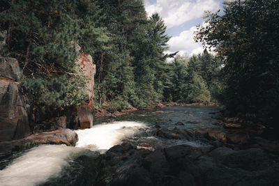 Scenic view of waterfall in forest