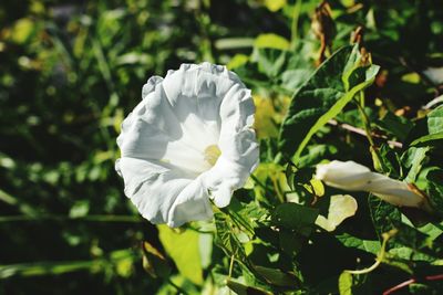 Close-up of flower blooming outdoors