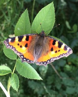 Close-up of butterfly on leaf