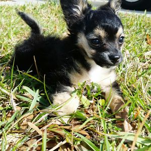 Portrait of dog on field