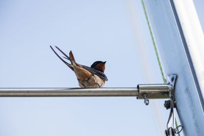 Low angle view of bird perching against clear sky
