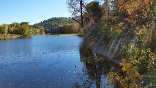 View of trees by calm lake