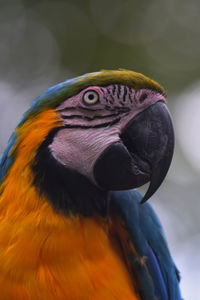 Close-up of a parrot