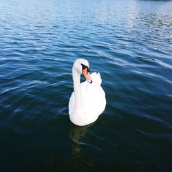 High angle view of swan swimming in lake