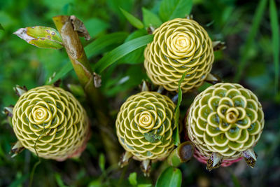 Close-up of succulent plant