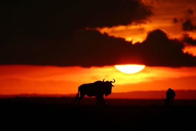 Silhouette horse standing on field against orange sky