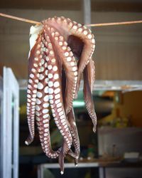 Close-up of tentacle hanging on string