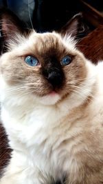 Close-up portrait of cat